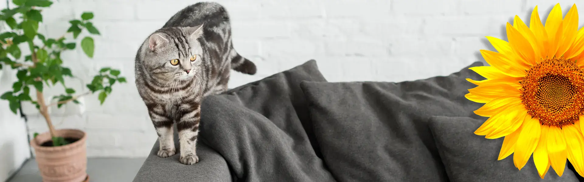 Hero - Trusted Cleaning in Temescal Valley, Corona, Norco & Eastvale